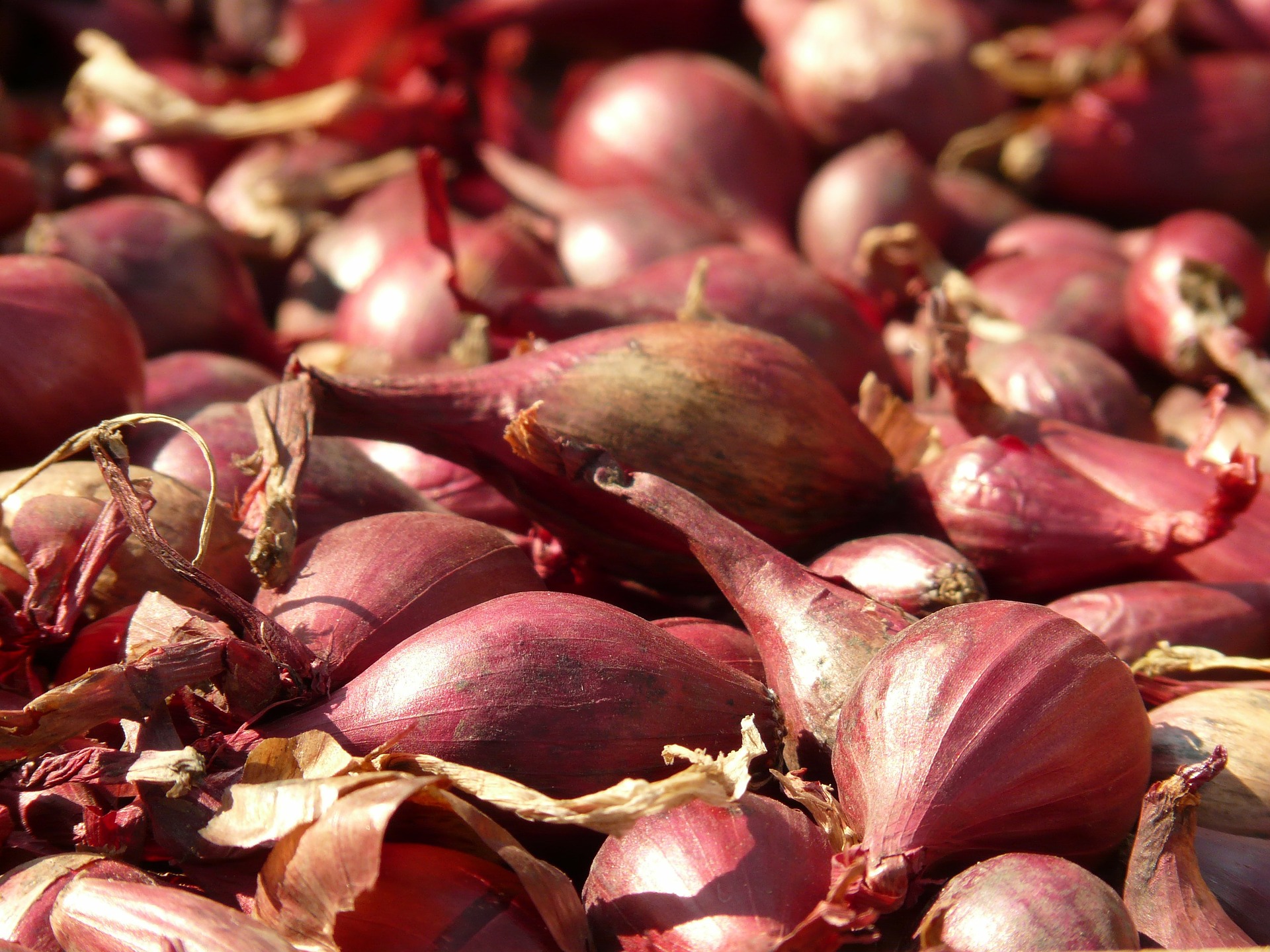 red-shallots-5775_1920
